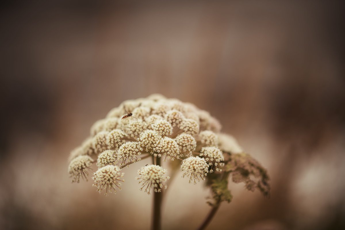 Amidst the hustle and bustle, taking a moment to pause and admire the wildflowers can bring warmth and tranquillity.

#Photography #NorthernIreland #Nature #Plants #Trees #Flowers #Wildflowers