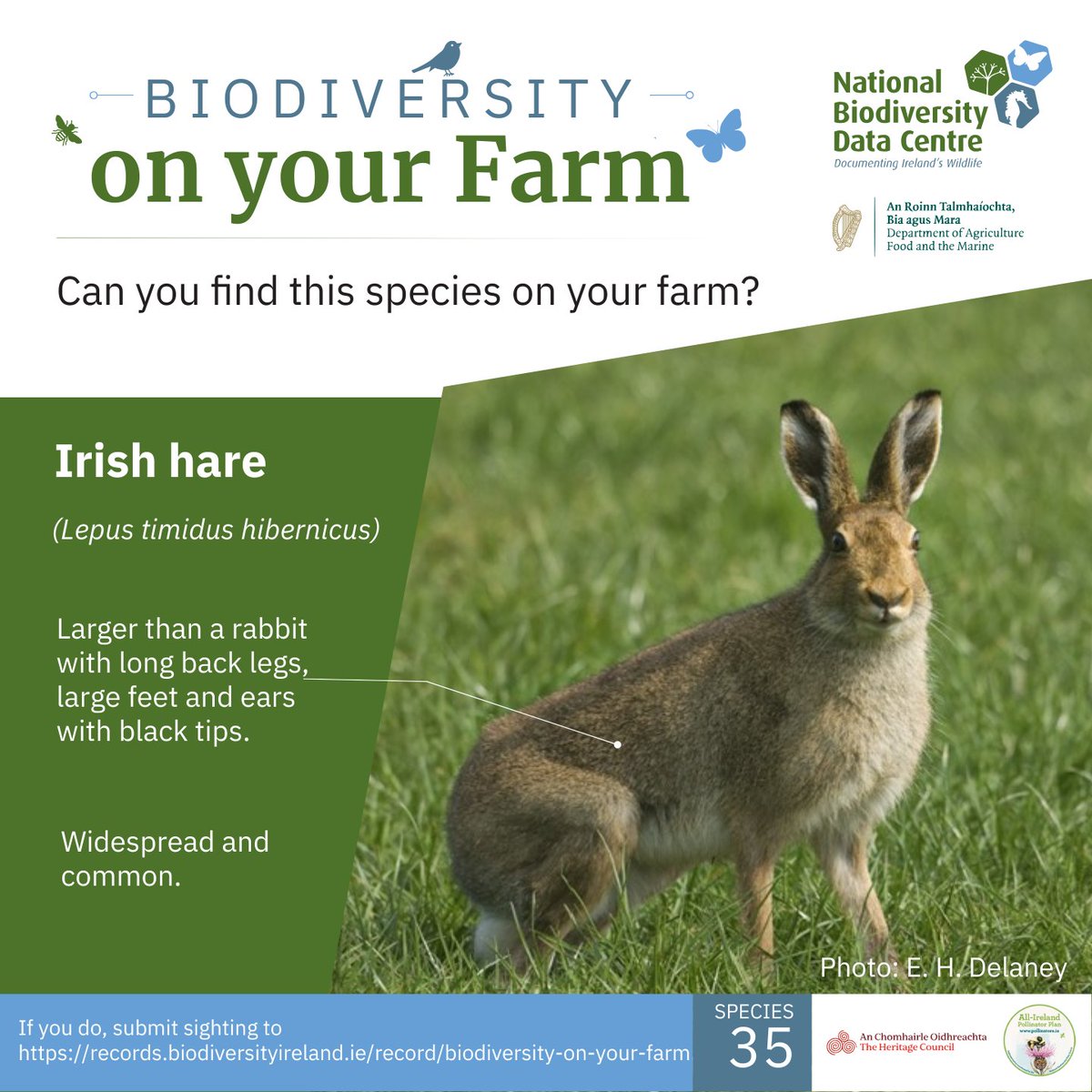 Biodiversity Ireland (@biodatacentre) on Twitter photo Species #35: Irish hare
Keep an eye out for the beautiful Irish hare on the farm.
They’re usually more active at night, so dawn and dusk are good times to spot them.
Don’t forget to record your sightings ➡️
records.biodiversityireland.ie/record/biodive…
#FarmlandBiodiversity
<a href="/PollinatorPlan/">All-Ireland Pollinator Plan</a> Species #35: Irish hare
Keep an eye out for the beautiful Irish hare on the farm.
They’re usually more active at night, so dawn and dusk are good times to spot them.
Don’t forget to record your sightings ➡️
records.biodiversityireland.ie/record/biodive…
#FarmlandBiodiversity
<a href="/PollinatorPlan/">All-Ireland Pollinator Plan</a>