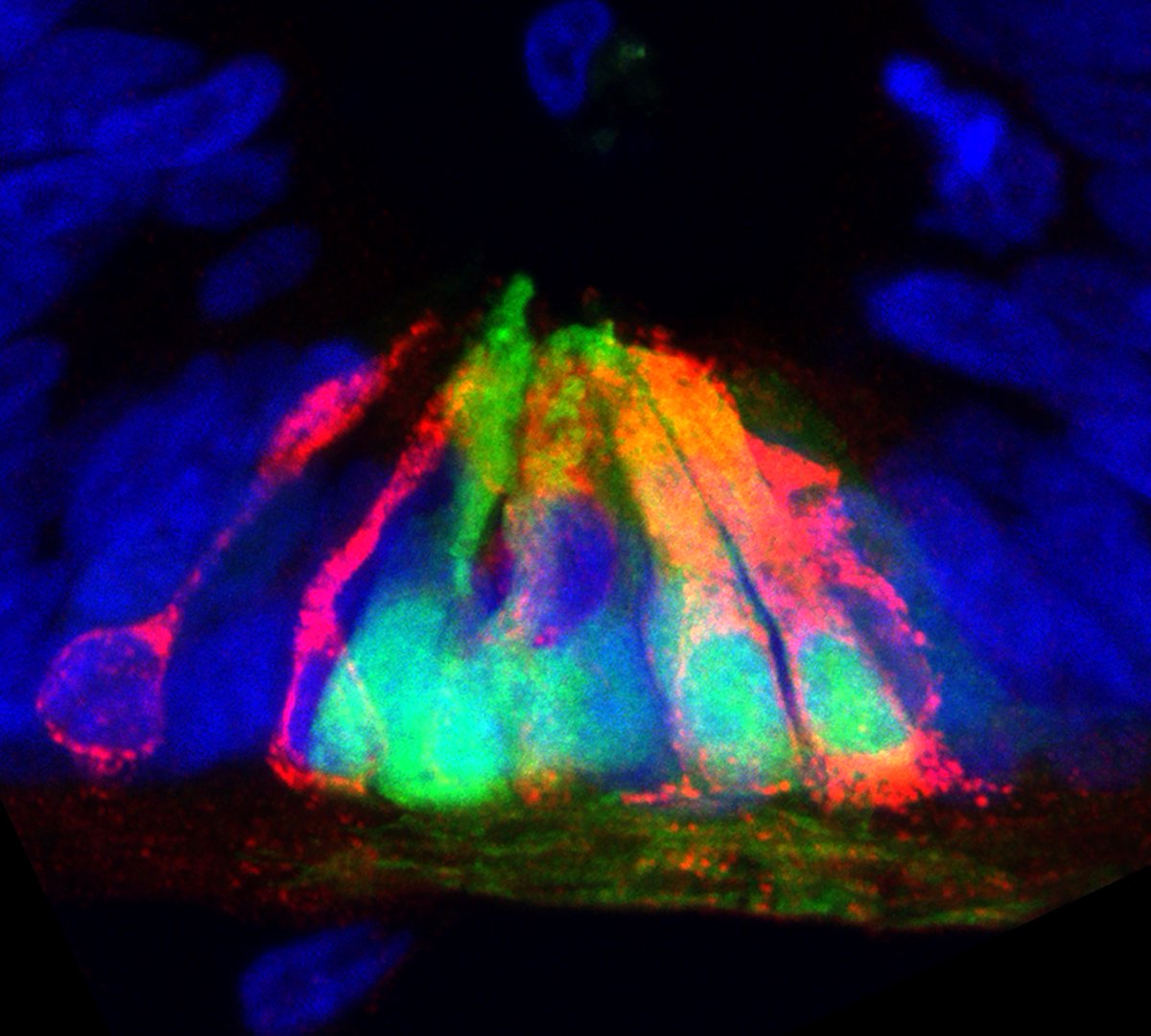 New in Cell Reports: <a href="/UCLA/">UCLA</a> researchers reveal that protein #netrin1, known for guiding nerve fibers, also plays a key role in spinal cord development. Led by <a href="/Butlerlab_UCLA/">Samantha Butler</a>, this research could inform future treatments for spinal cord repair.

➡️ucla.in/3O76bkb