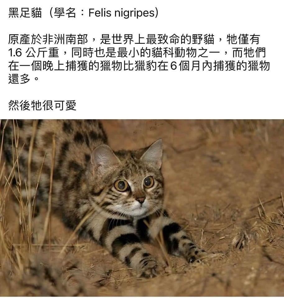 可怕的黑足猫