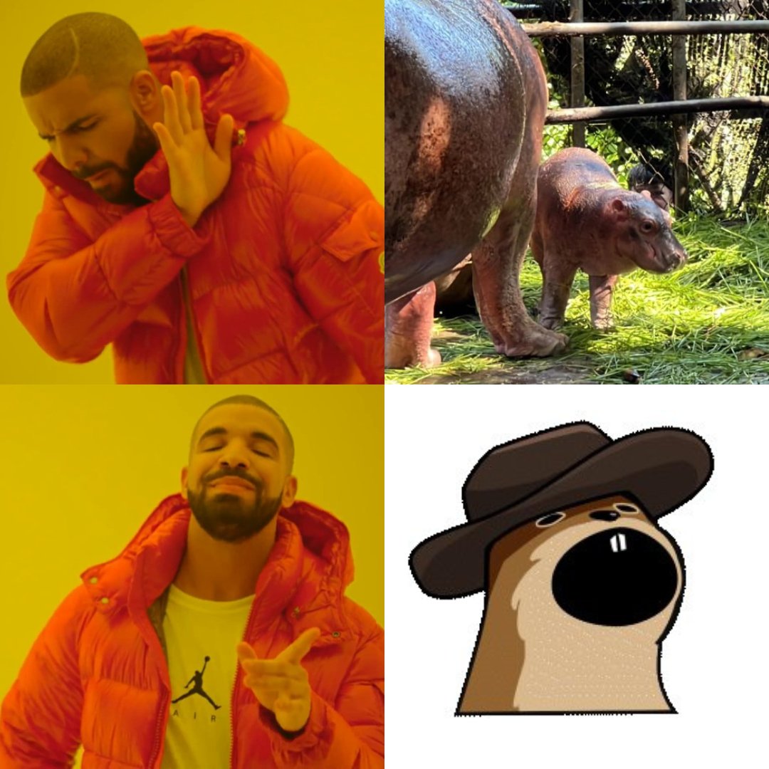 popnut_onsol's tweet image. best choice $POPNUT