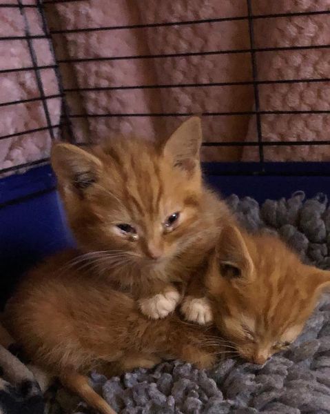 Cats in North Oxfordshire tweet media