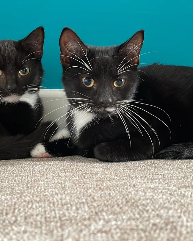 Cats in North Oxfordshire tweet media