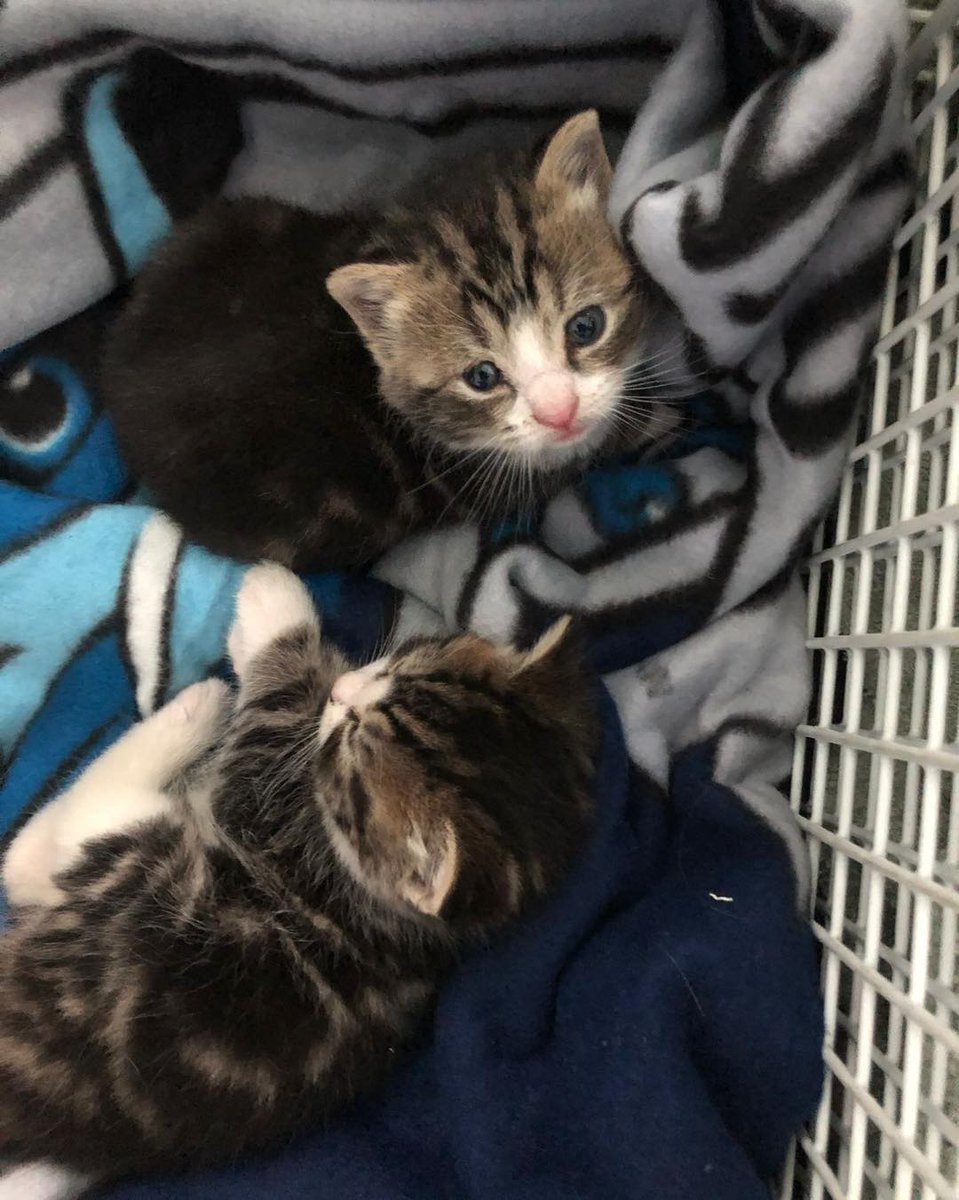 Over the past few years, we have seen an increase in stray pregnant female cats and unneutered males. 
More recently we have been been called to help with kittens found outside possibly abandoned.😿

You can donate to help these kittens here ➡️
justgiving.com/page/axels-sto…

#CatsOfX