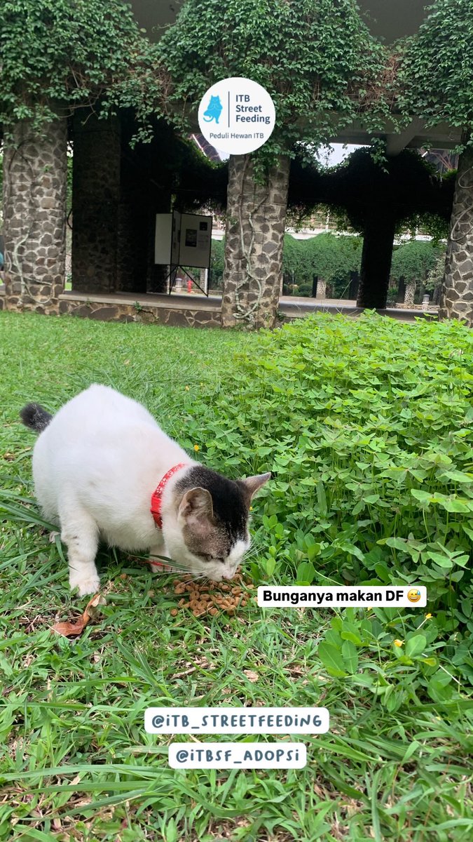 ITBSF's tweet photo. Oxalis tatangifolia π
#kucingitb #itbstreetfeeding #TatangITB https://t.co/G4fyMumDS0