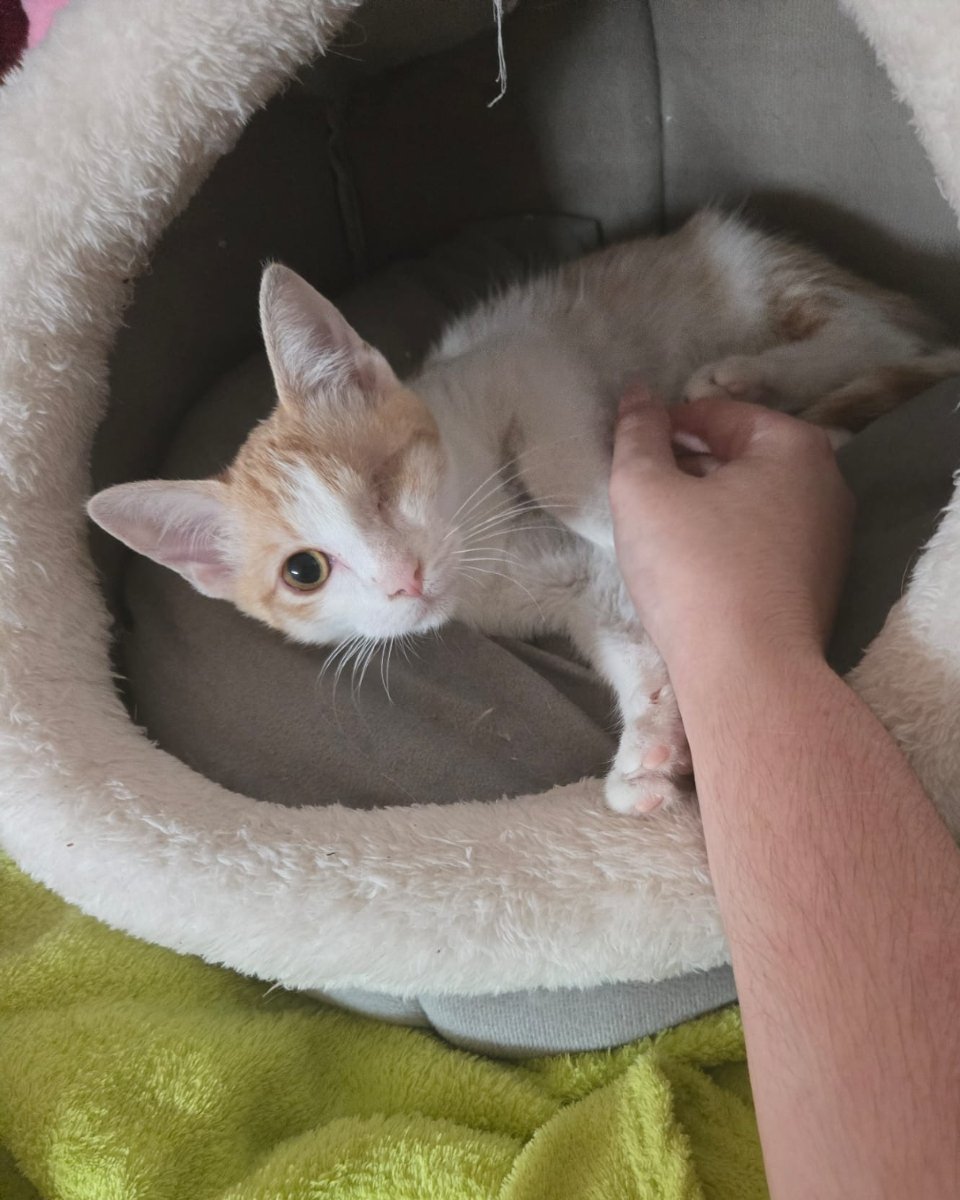ZafiroProte's tweet photo. 🩵 STIDI EN ADOPCIÓN 🩵

Este pequeño bebé llegó a nosotras con un ojo en muy mal estado pero afortunadamente ahora está en perfecto estado y ha aprendido a confiar en las personas  ¡Nuestro pirata está listo para conquistar corazones, surcará todos los mares si es necesario! https://t.co/Z8Y5i5OPcP