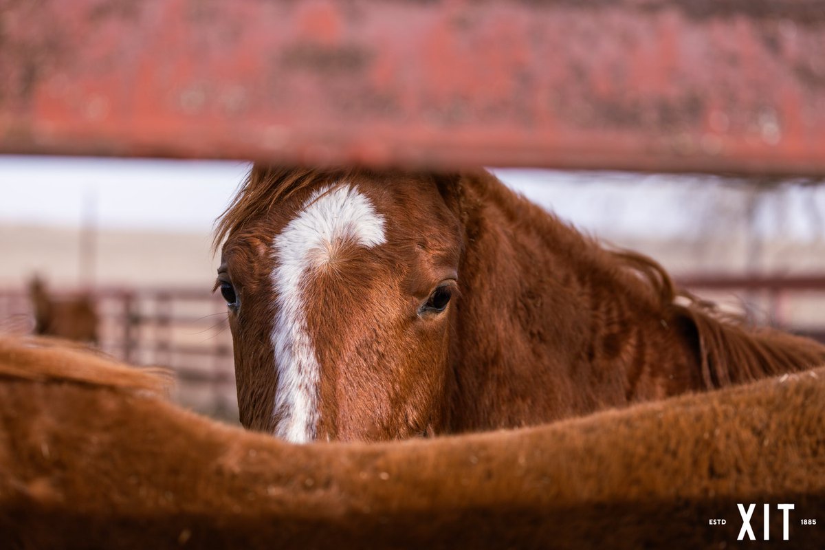 XITRanch's tweet photo. “I set in the saddle astride a horse in the Panhandle near twenty-four years, and I will state right here this was the toughest job I ever saw.”
Gene Elliston
— 6000 Miles of Fence by Cordia Sloan Duke
#XITRanch #TenInTexas #Texas #RanchLife #Cowboys #Horses https://t.co/w7YoSAQCkG
