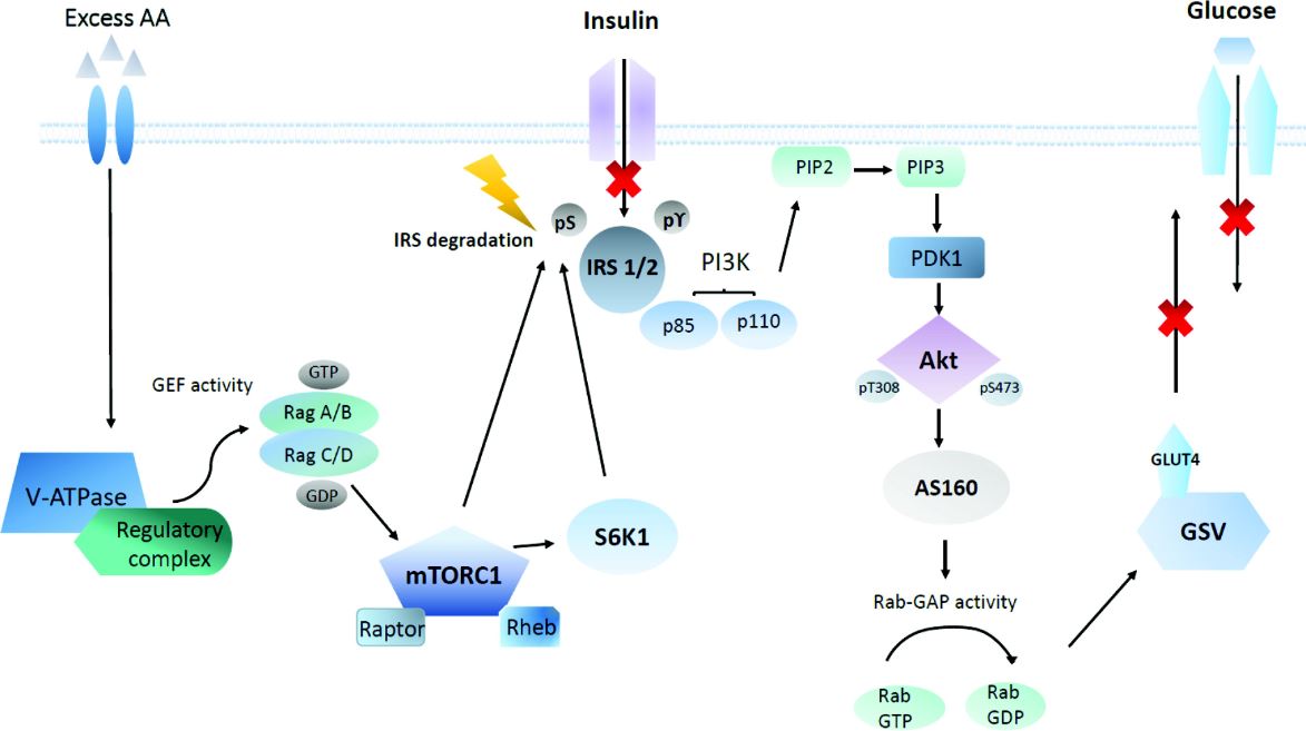 APNM Journal🏋️🍎 (@apnmjournal) on Twitter photo Does high dietary protein intake contribute to the increased risk of developing prediabetes and type 2 diabetes? | Ancu et al
ow.ly/AmiZ50U5j6y
<a href="/mackenzie_dr/">Dr Richard Mackenzie</a>
#WorldDiabetesDay Does high dietary protein intake contribute to the increased risk of developing prediabetes and type 2 diabetes? | Ancu et al
ow.ly/AmiZ50U5j6y
<a href="/mackenzie_dr/">Dr Richard Mackenzie</a>
#WorldDiabetesDay