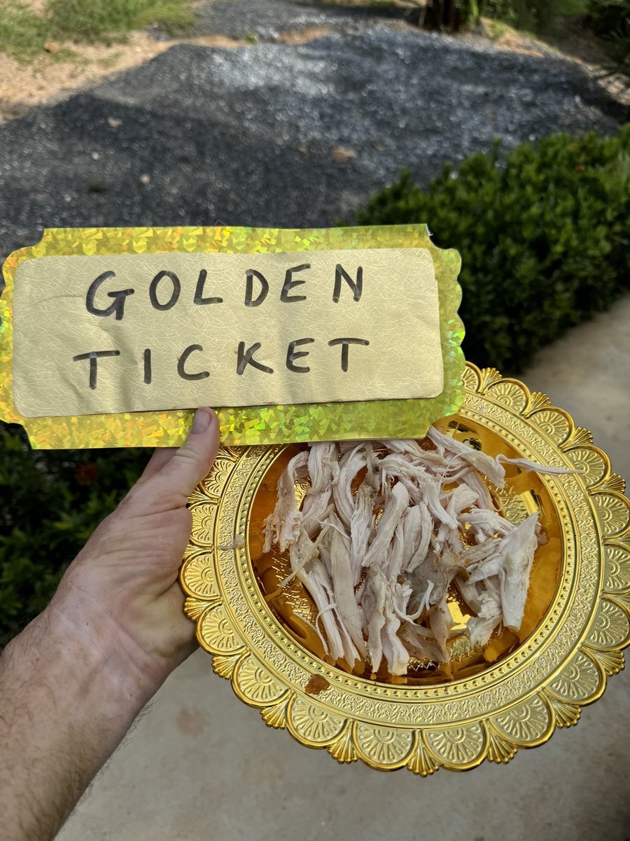 Today was a very rare day as I handed out only the 3rd golden ticket to a dog ever. 

🎫 It is reserved for street dogs who need some special attention and crucially who are very good boys or girls. 

It means they can retire in the lap of luxury… (1/8) 🧵