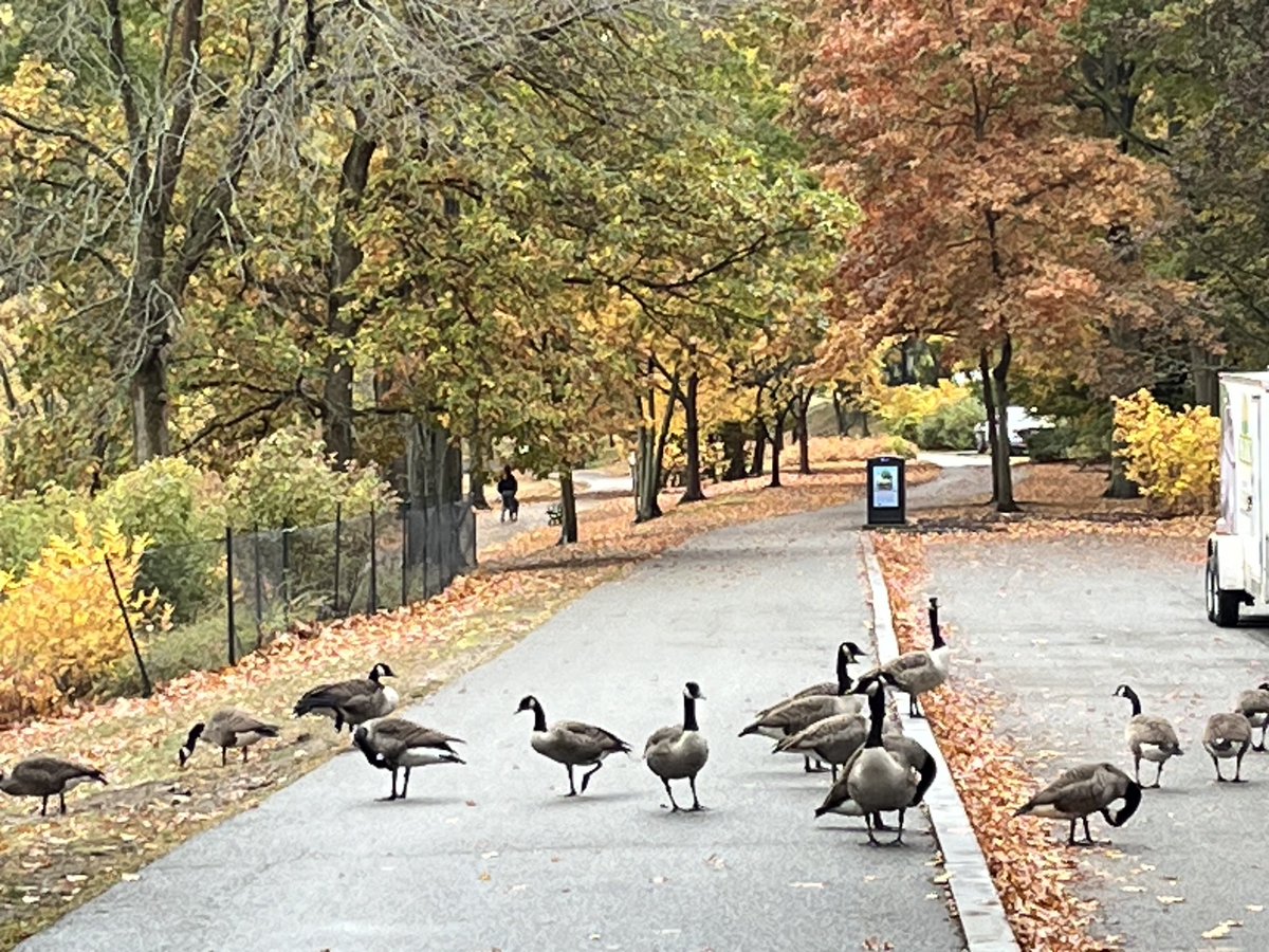Laura Carlo (@lauraclassical) on Twitter photo Good morning my Tweethearts😘! For #ThrowbackThursday, pics taken last wk from walk at Jamaica Pond w/a dear WCRB listener from RI (visiting fam in JP). We agreed we’re so lucky to live in this beautiful corner of the world! May you find beauty today, too! <a href="/CRBClassical/">CRB Classical 99.5</a>🎶 Good morning my Tweethearts😘! For #ThrowbackThursday, pics taken last wk from walk at Jamaica Pond w/a dear WCRB listener from RI (visiting fam in JP). We agreed we’re so lucky to live in this beautiful corner of the world! May you find beauty today, too! <a href="/CRBClassical/">CRB Classical 99.5</a>🎶