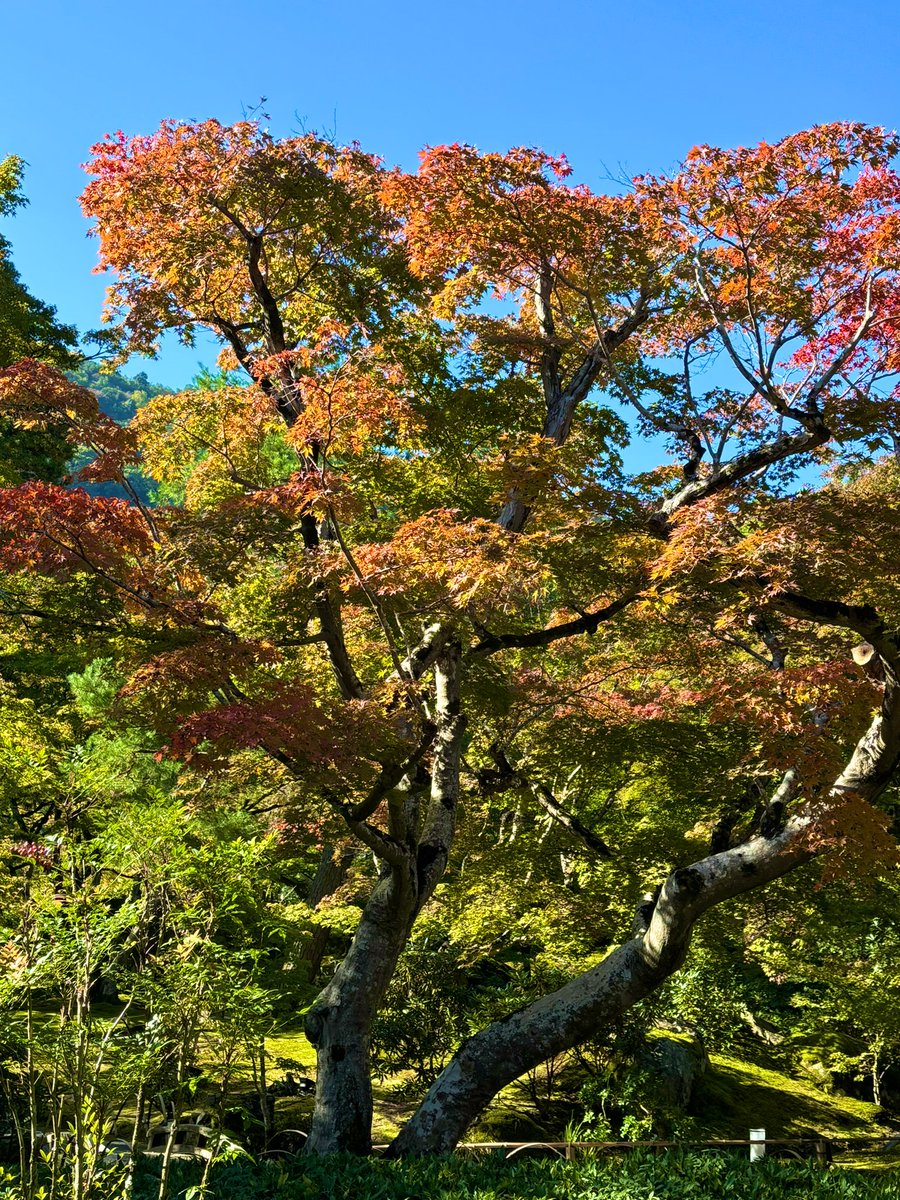 11月も半ばになり、気温も一層秋らしくなりましたね
紅葉も少しずつ赤みを増してきています！🍁

#嵐山  #宝厳院　#京都 
#紅葉  #秋の特別拝観
#そうだ 京都、行こう。