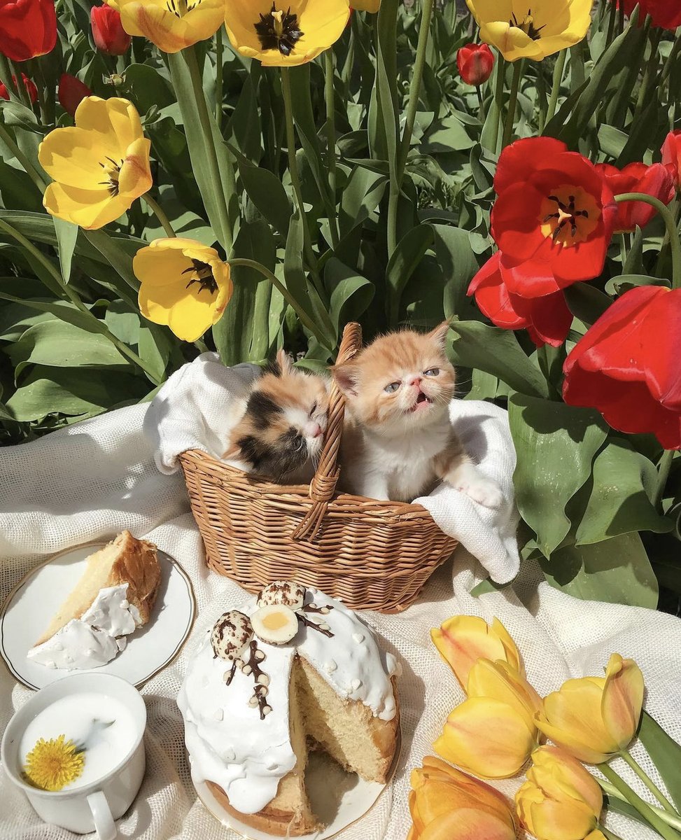 peacozy's tweet image. 