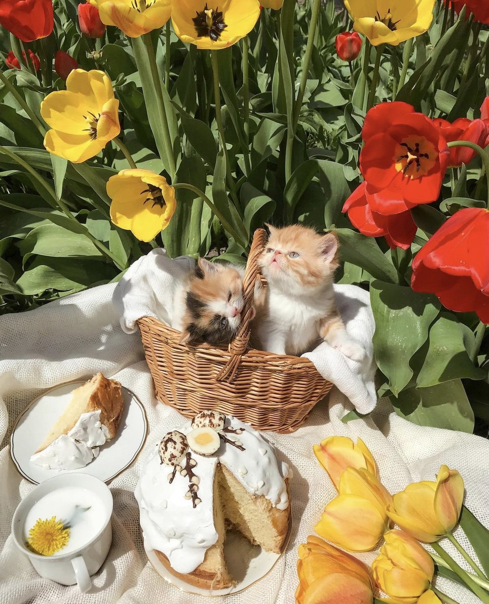 peacozy's tweet image. 