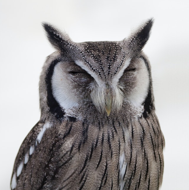 sai1919's tweet photo. #vtgtest23060 @faizan_votigo 

Owls are birds from the order Strigiformes, which includes over 200 species of mostly solitary and nocturnal birds of prey typified by an upright stance, a large, broad head, binocular vision, binaural hearing, sharp talons. https://t.co/pXxPdbglhf