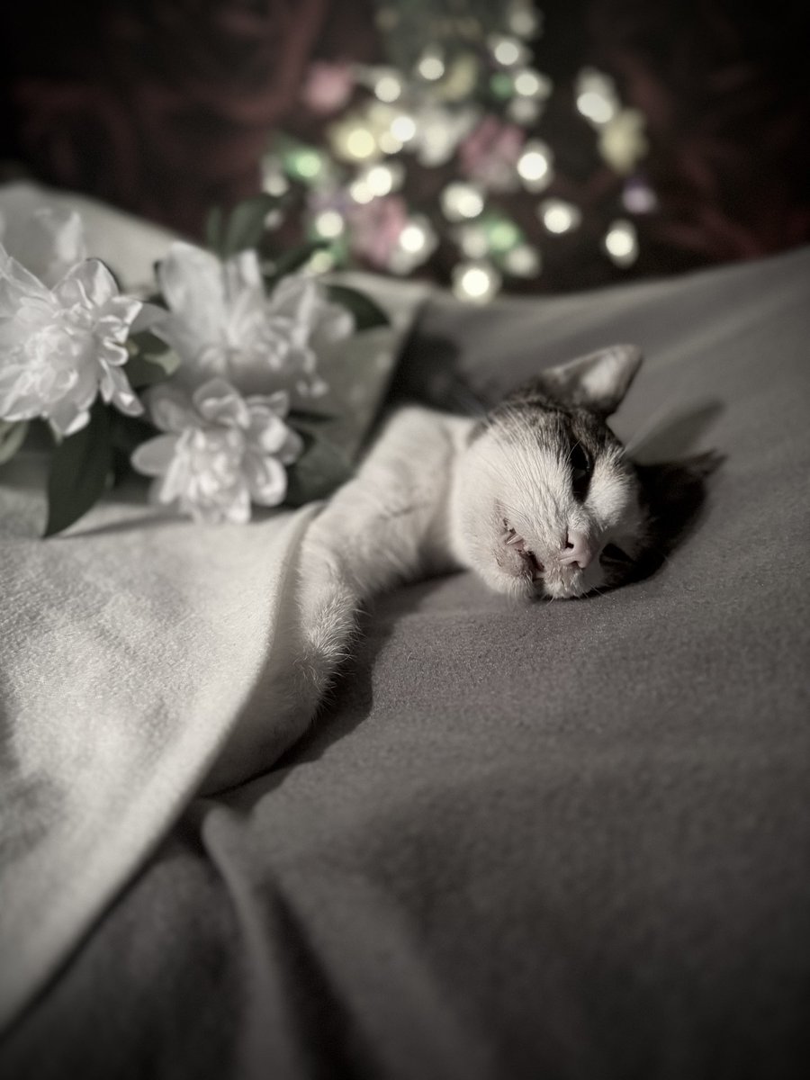 ㊙️ 什ロ尺ﾉ乙ロ几ㄈロ刀モ tweet media