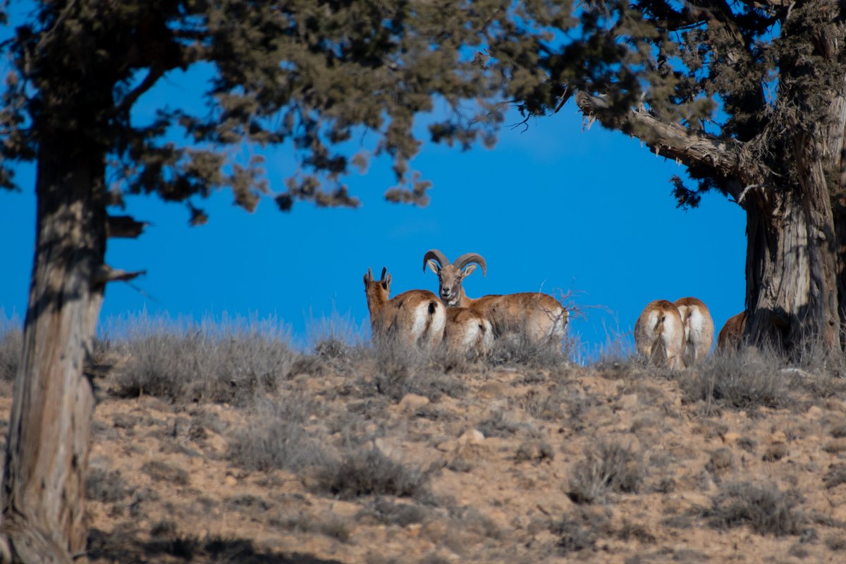 bownaankamal's tweet photo. Urial Family | Loved the serenity | Golestan National Park | Iran
#urial #bownaankamal #iranwildlife #urialsheep #wildlifeofiran #jawswildlife #nikonshot #nature #naturephotography #naturelovers #golestannationalpark #natureshots #naturephoto #wild #wildiran #wildlife #middleeastwildlife #wildlife_perfection
