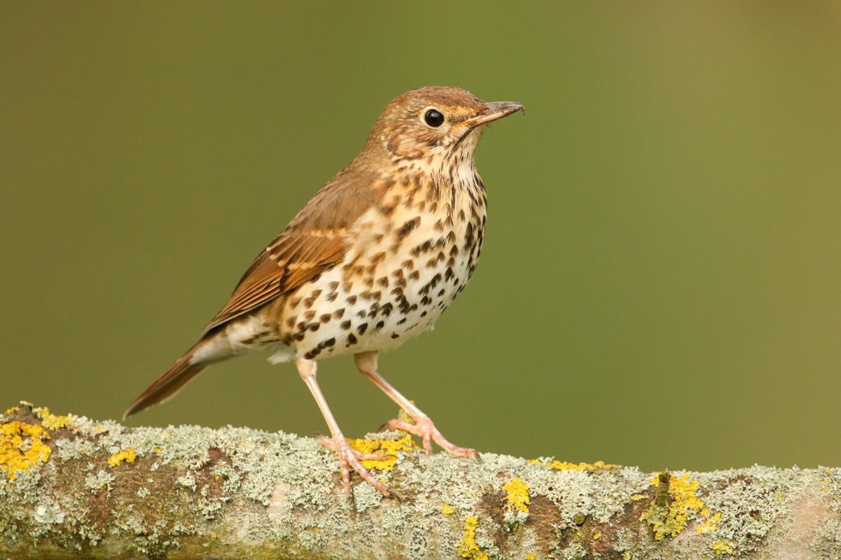 Comienza una nueva campaña de censos de zorzales en el Observatorio Cinegético de <a href="/f_artemisan/">Fundación Artemisan</a> 

Los cazadores federados financian parte de este proyecto con 63.000 euros invertidos a través de <a href="/Mutuasport/">MUTUASPORT</a>: fac.es/prensa/comienz…