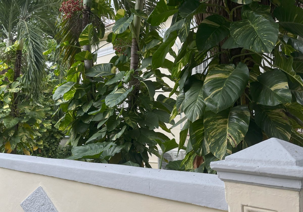 cricketcic's tweet photo. This month, we're meeting with the Fundación Universitaria de Innovación y Desarrollo in Havana to explore collaborations that connect the University of Havana’s research with industry needs and sustainable development. Stay tuned! 🇨🇺💡 #Innovation #Sustainability #Collaboration https://t.co/N18h4csbTm