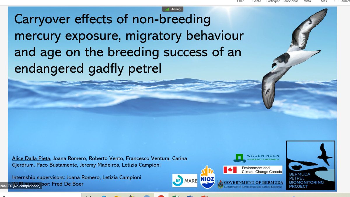 Letizia Campioni (@letiziacampion1) on Twitter photo Nice final internship presentation by the MSc student <a href="/AliceDallaPieta/">Alice Dalla Pietà</a> at NIOZ this morning!
Congratulations!!!! 👏👏
@JoanaCMRomero
#Bermuda #petrel
<a href="/MadeirosJeremy/">Jeremy Madeiros</a> Nice final internship presentation by the MSc student <a href="/AliceDallaPieta/">Alice Dalla Pietà</a> at NIOZ this morning!
Congratulations!!!! 👏👏
@JoanaCMRomero
#Bermuda #petrel
<a href="/MadeirosJeremy/">Jeremy Madeiros</a>