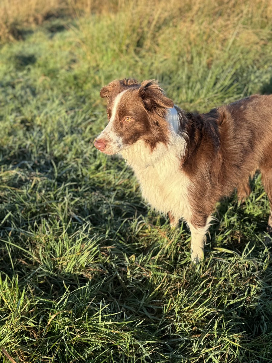 Lovely walk across the West Pennine Moors in glorious weather. Winter Hill in the background and my beautiful autumn dog  🍂