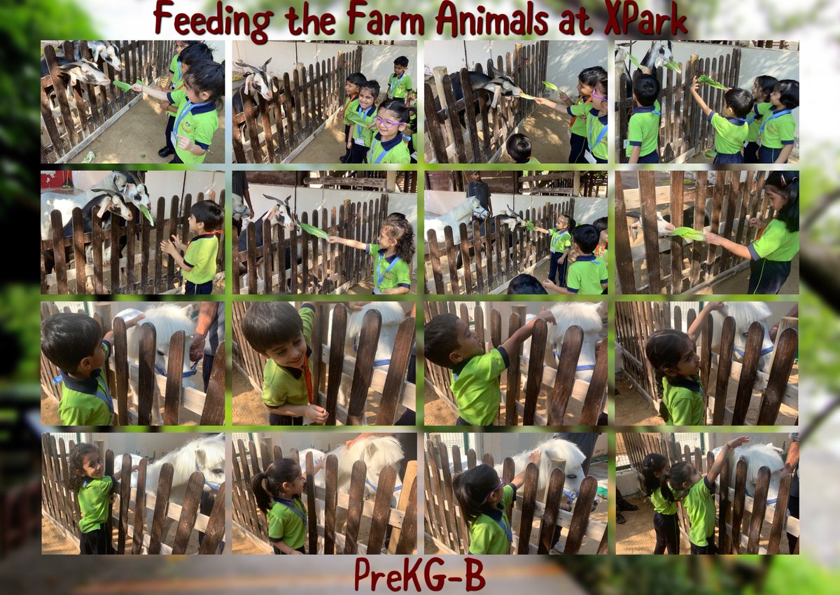 AmbassadorDXB's tweet photo. Our Pre-KG adventurers had an incredible day at X Park Junior! 📷📷
They explored nature, made new animal friends, and enjoyed hands-on learning with activities like feeding the goats and marveling at the beautiful ponies @KHDA https://t.co/VaH3TiD5uK