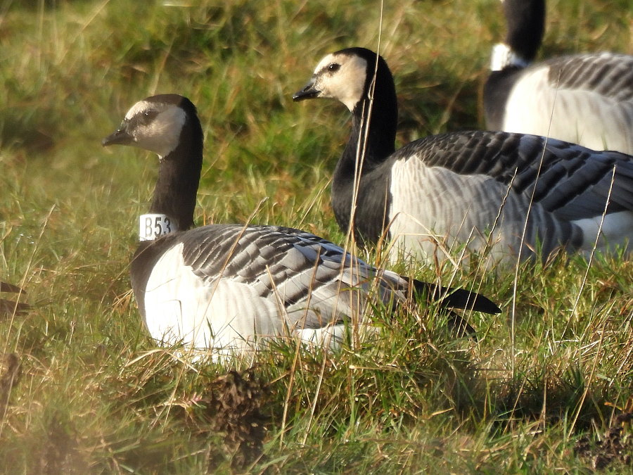 IanFouk's tweet image. Spoonbill this morning  on west pond @RSPBSaltholme Whooper Swan x3 flew onto Back Saltholme from main lake.
Barnacle Geese along the dragonfly path.
@teesbirds1
