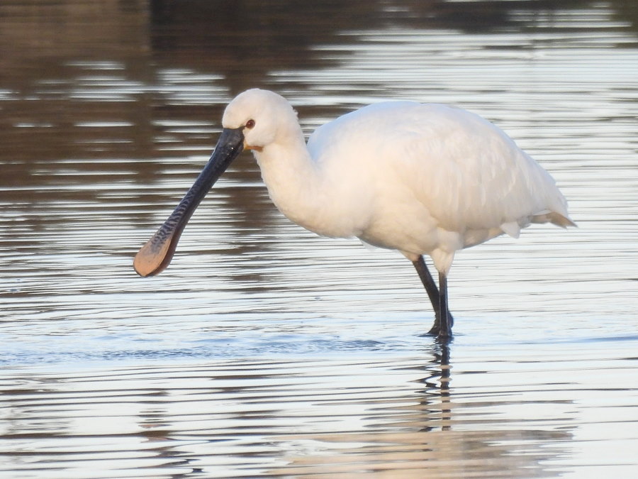 IanFouk's tweet image. Spoonbill this morning  on west pond @RSPBSaltholme Whooper Swan x3 flew onto Back Saltholme from main lake.
Barnacle Geese along the dragonfly path.
@teesbirds1