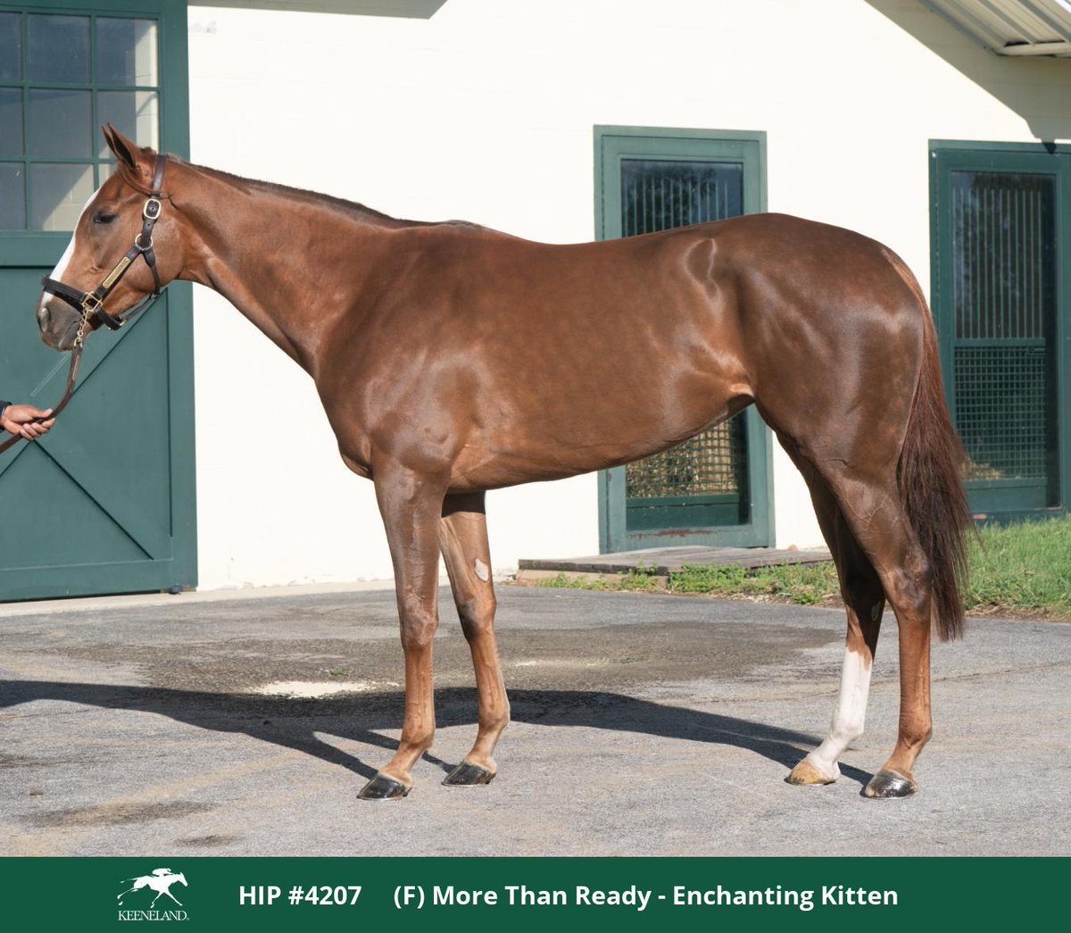 Selling TODAY at <a href="/keenelandsales/">Keeneland Sales</a>!

Hip 4207 Public Assembly ran back-to-back 13 Rag's winning at KYD and JUST MISSING in an ALW1X at Keeneland. 

She is coming into the sale with CAREER BEST speed figs.

Passport: eliteracesales.com/wp-content/upl…