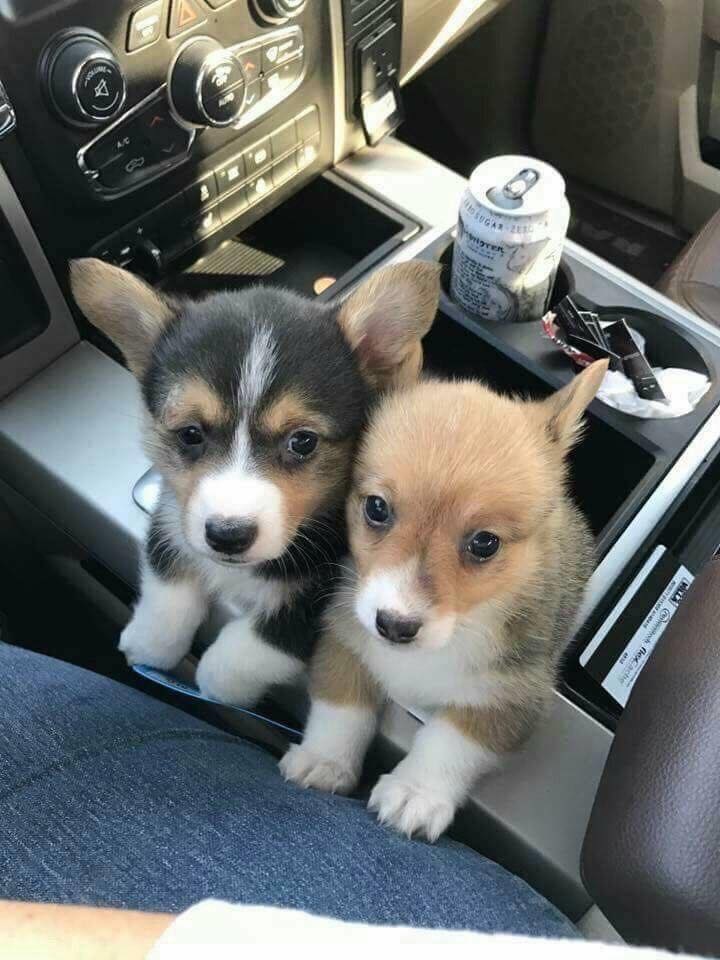 We was adopted today, don't scroll without say hello to us 👋🏻 🥰