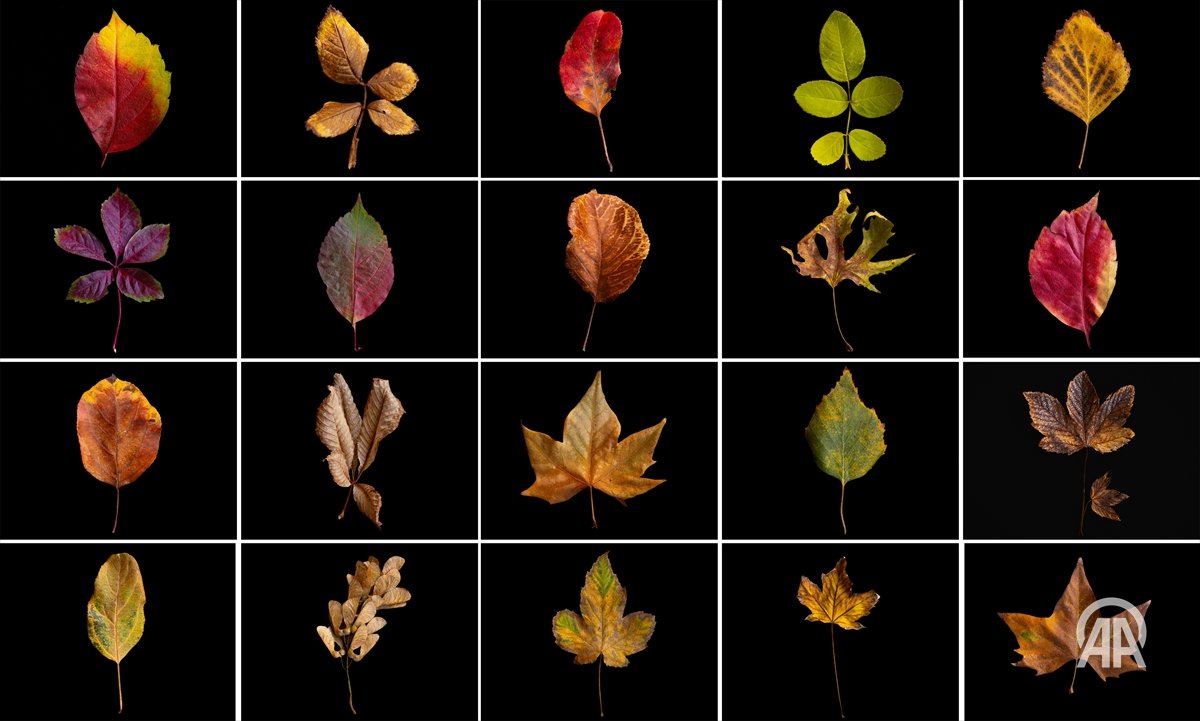 A composite image assembled of photos showing leaves in different colors of fall during autumn season in Ankara, Türkiye anadoluimages.com/p/colors-of-au…

📸: Didem Mente