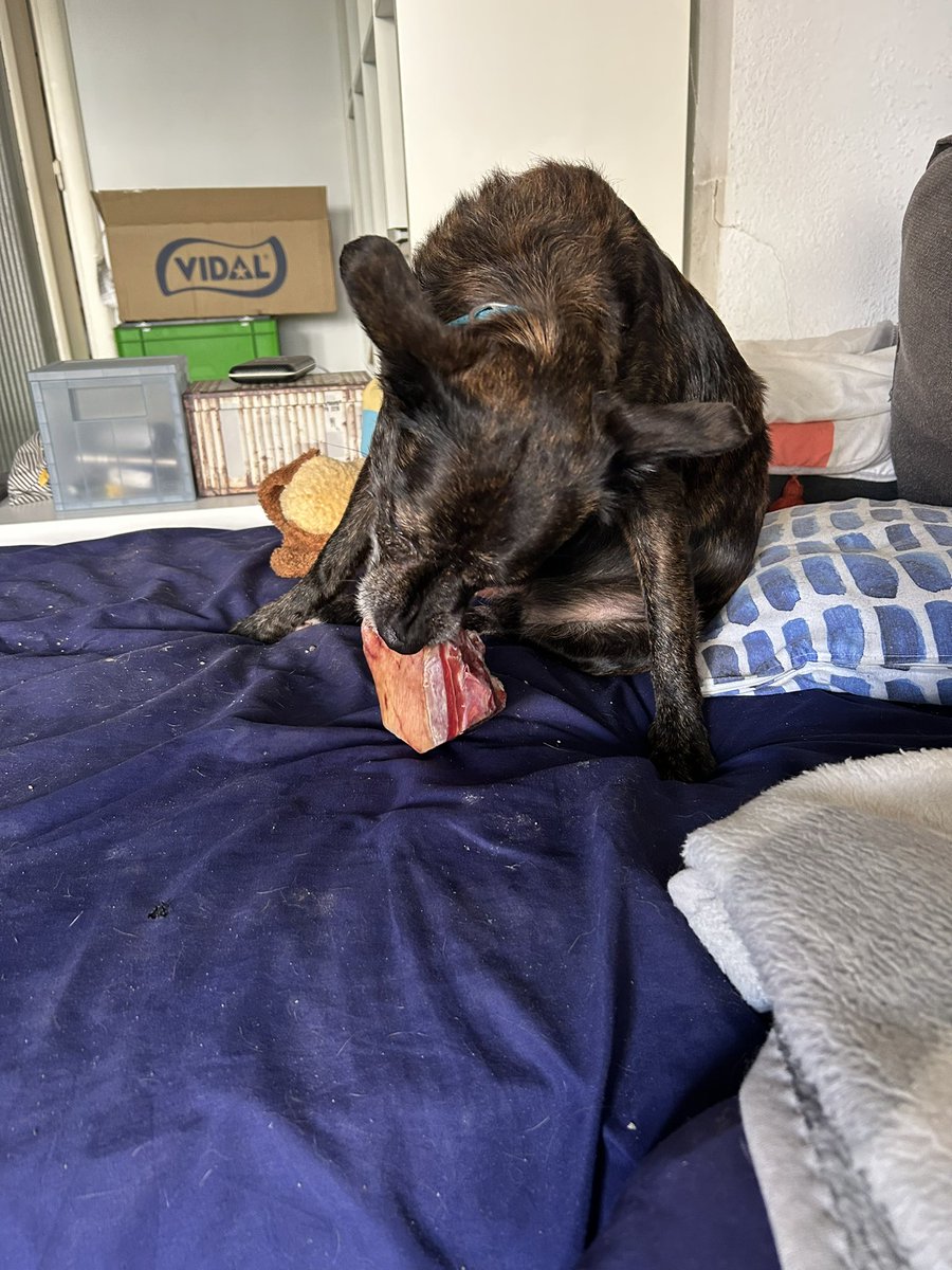 Hoy a Cuqui le tocaba hueso de jamón. Está a disgustísimo con su dieta.