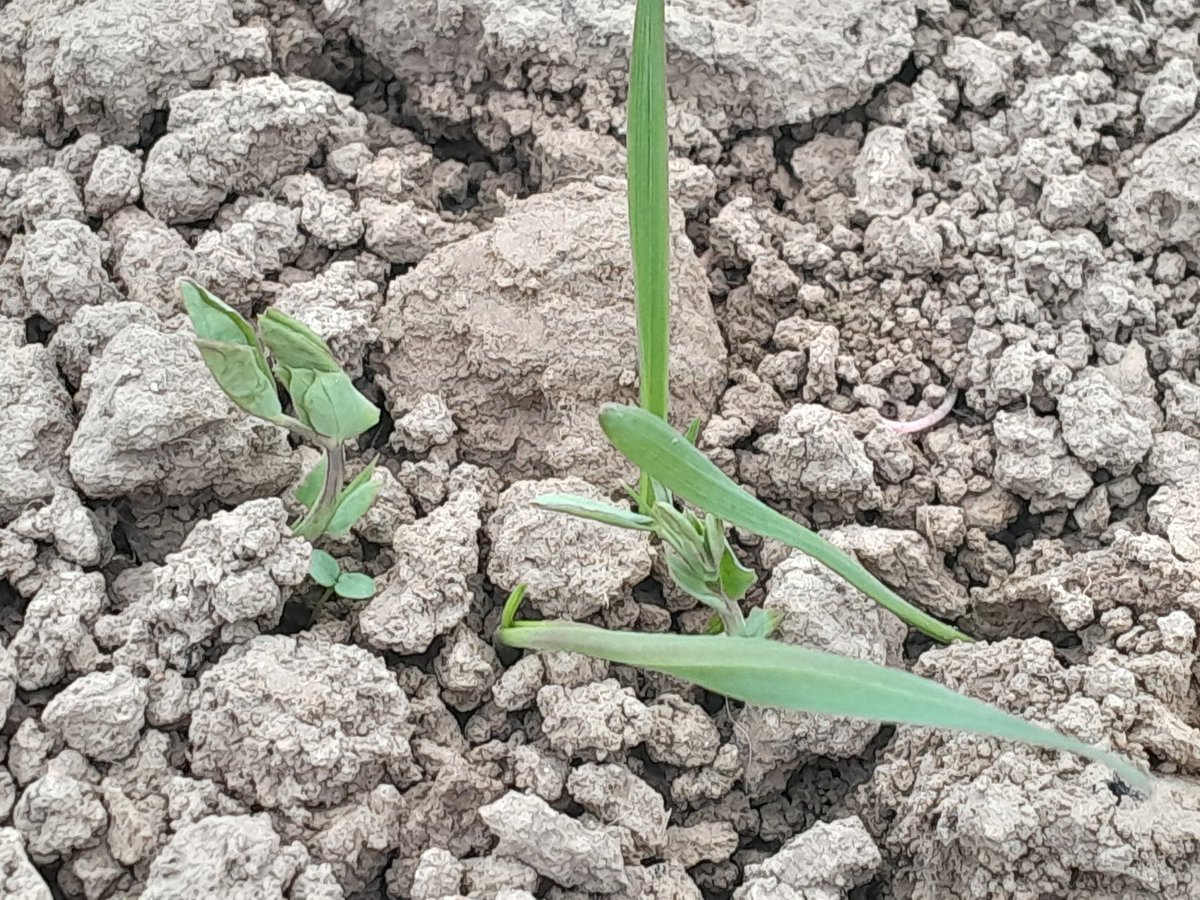 Jerry Alford (@jerryalford123) on Twitter photo Farm walk at Agritec research centre Sumperk Czech Republic. @Leguminose_Eu winter fodder pea and wheat intercrop combination
trials <a href="/Leguminose_EU/">LEGUMINOSE Project</a> <a href="/IFarmers/">Innovative Farmers</a> Farm walk at Agritec research centre Sumperk Czech Republic. @Leguminose_Eu winter fodder pea and wheat intercrop combination
trials <a href="/Leguminose_EU/">LEGUMINOSE Project</a> <a href="/IFarmers/">Innovative Farmers</a>