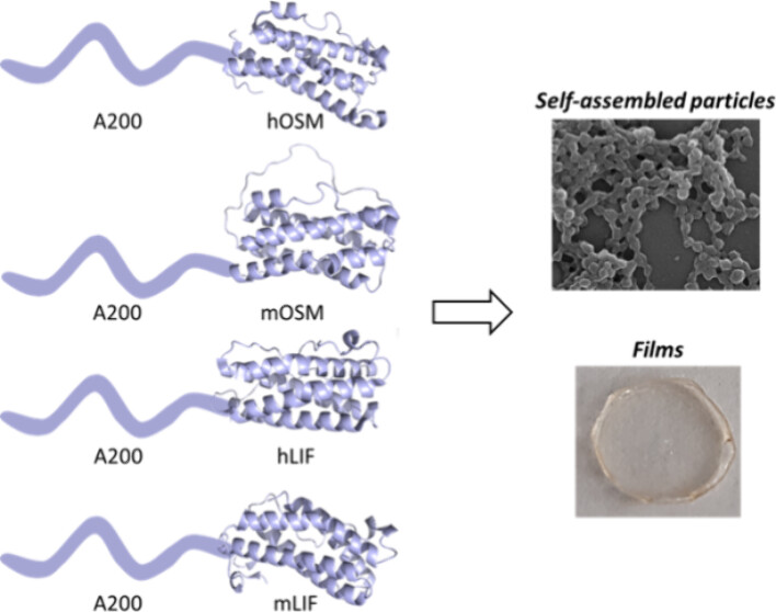cbma_uminho's tweet image. New publication alert! #CBMA researchers have developed innovative biomaterials using #elastin-like proteins (ELR) combined with cytokines. This study opens doors to advanced, #eco-friendly #materials for targeted therapies in medicine. Full paper here: bit.ly/4fwnHuA