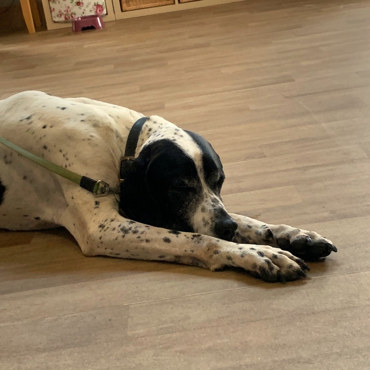 Willow_Burn's tweet photo. We are proud to announce that Sue our Complementary Therapist has recently completed a qualification in Seated Yoga.

As you can see Frankie from Wag and Co, relaxed a little too much into his downward dog pose.

Keep your eyes peeled for info about Seated Yoga at Willow Burn. https://t.co/SeOtt4DbmA