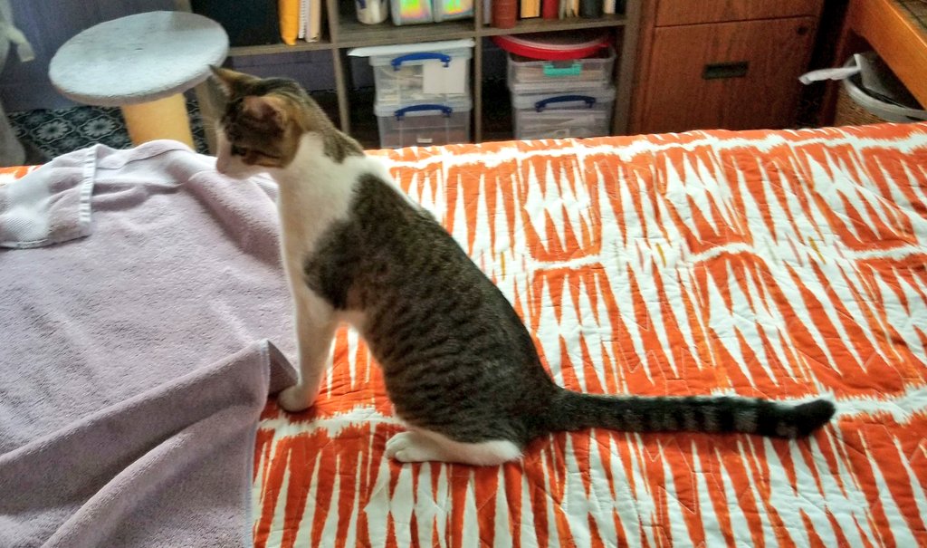 kittykate tweet media