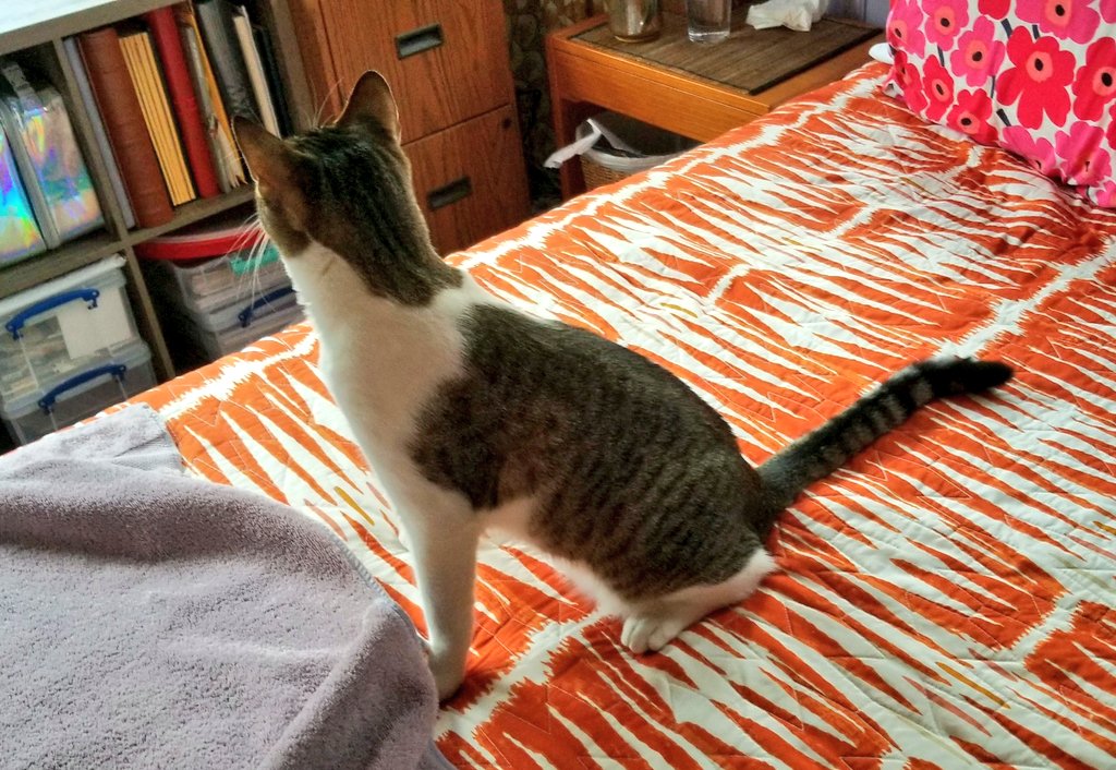 kittykate tweet media