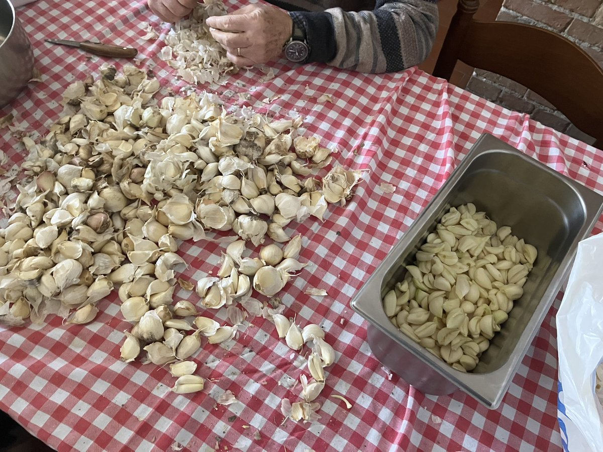 Peeling garlic in preparation for our town’s bagna cauda event this weekend