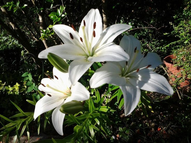 Lilies.