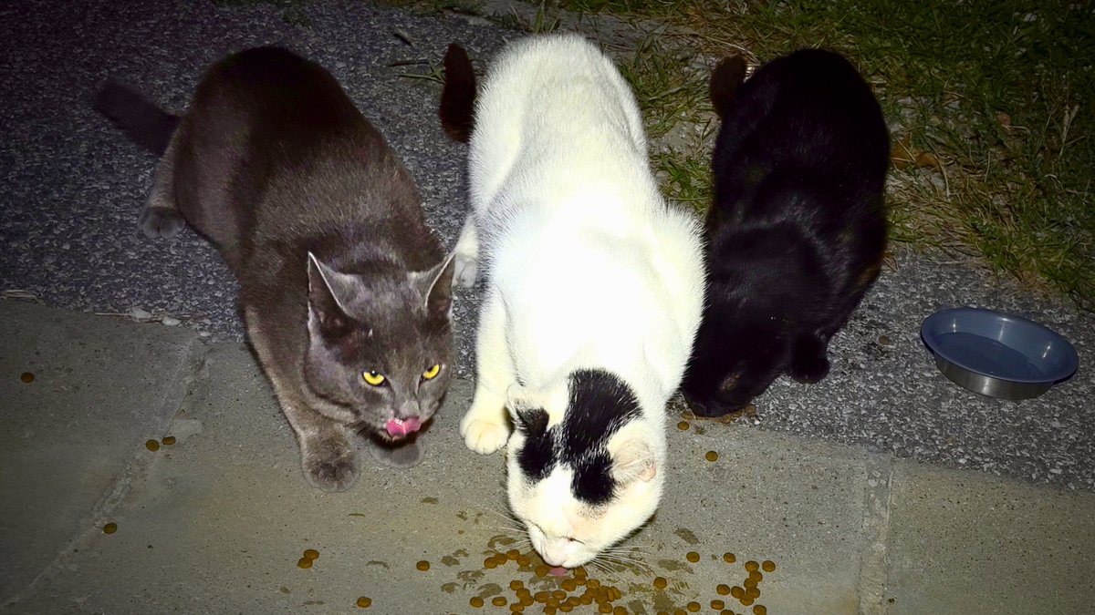 StreetCatSafari's tweet photo. Nervous Street Cats Approach the Food Lady - Feeding Stray Cats: https://t.co/pBYjXrQYph
#feedingstreetcats #feedingstraycats #streetcats #straycats #straykitten #feralkitten #cat #cats #catlover #kitten #kitty #lovecats #catlovers #catloversclub #catlife #crazycatlady https://t.co/e9T6Du9G1f