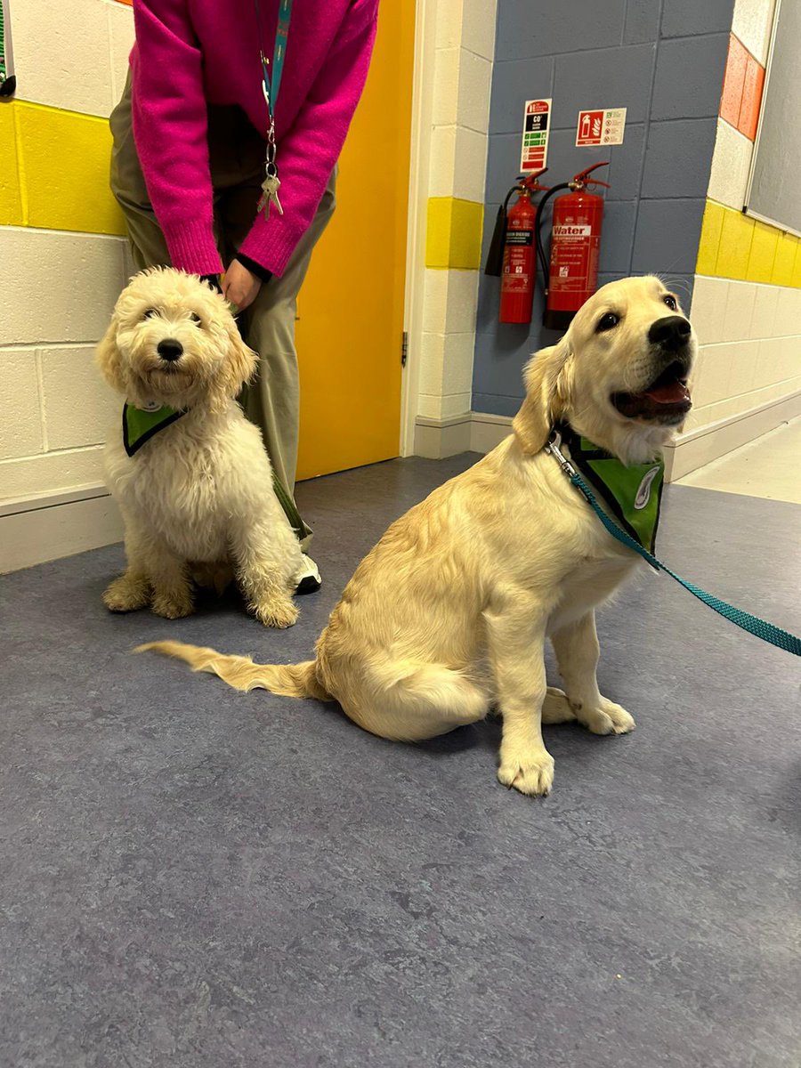 scoilbhrideb's tweet photo. Some therapy pups from @LuttCC came to visit 1st Class and some of our Sonas pupils today … what a wonderful morning! 🐶 https://t.co/Poz14TXAr2