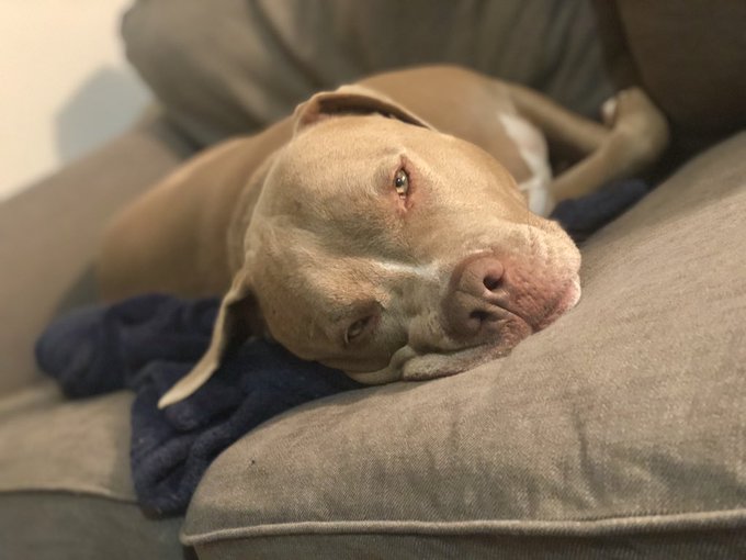 Pit Bulls 🐶 tweet media