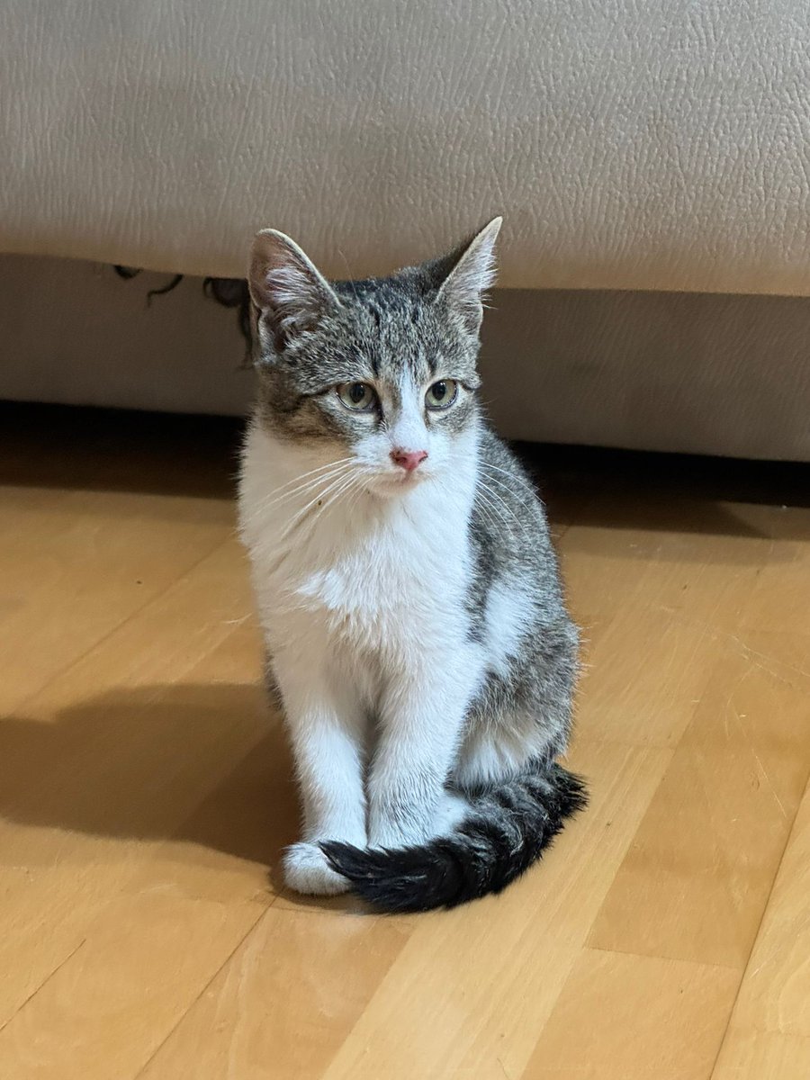 Solopar53137293's tweet photo. #adopcioresponsable  La Lila és una petita gateta de tres mesos que han abandonat. Busca #adopcio #urgent. ☎️ Laura 635-106170 Està a #Balaguer L'adopció es farà a través d'associació. És molt manseta i bona🐱💞 #XarxaCatalunyaAdopcions #XarxaBarcelonaAdopcions #Femxarxa https://t.co/Hiu0P7WQEo