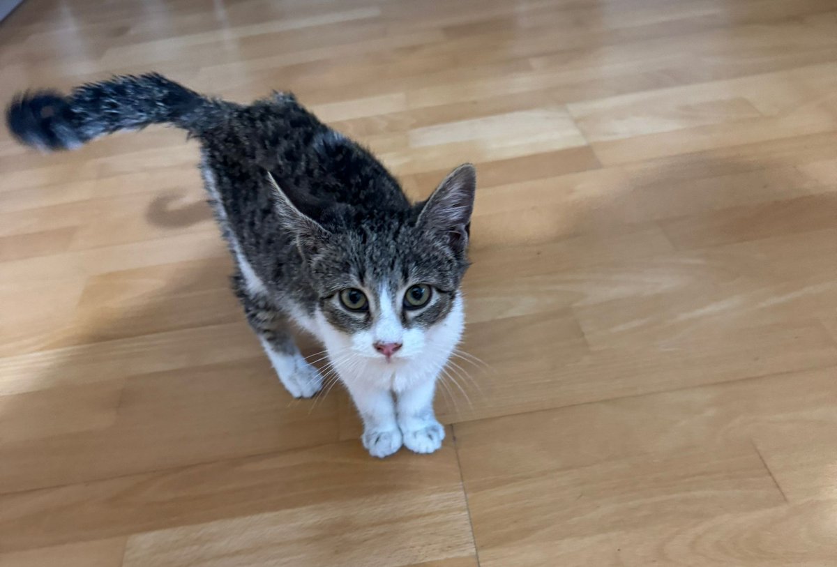 Solopar53137293's tweet photo. #adopcioresponsable  La Lila és una petita gateta de tres mesos que han abandonat. Busca #adopcio #urgent. ☎️ Laura 635-106170 Està a #Balaguer L'adopció es farà a través d'associació. És molt manseta i bona🐱💞 #XarxaCatalunyaAdopcions #XarxaBarcelonaAdopcions #Femxarxa https://t.co/Hiu0P7WQEo