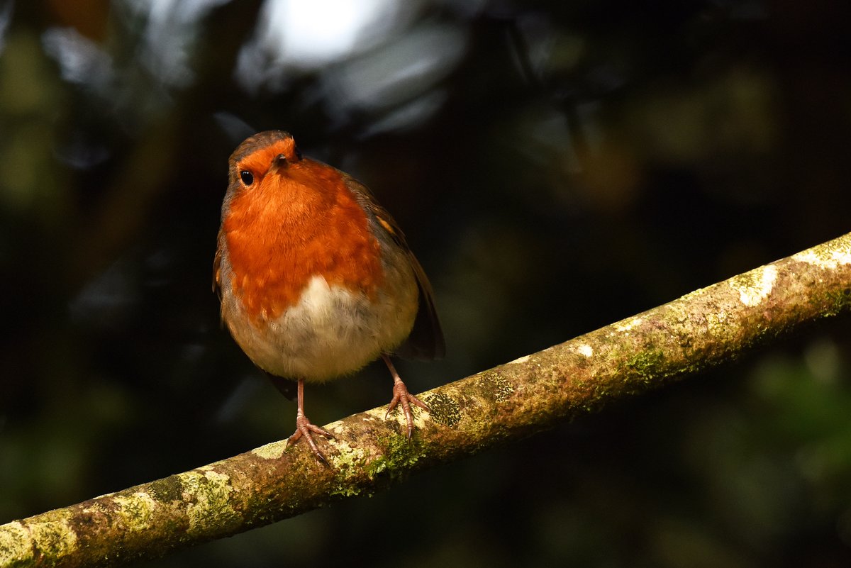 I have also flown over to the place where the Sky is Blue, wink wink nudge nudge!!!!!
Pretty little robin on The Bee Sanctuary of Ireland.
#birds 
#bees 
#wild 
#nature 
#sanctuary