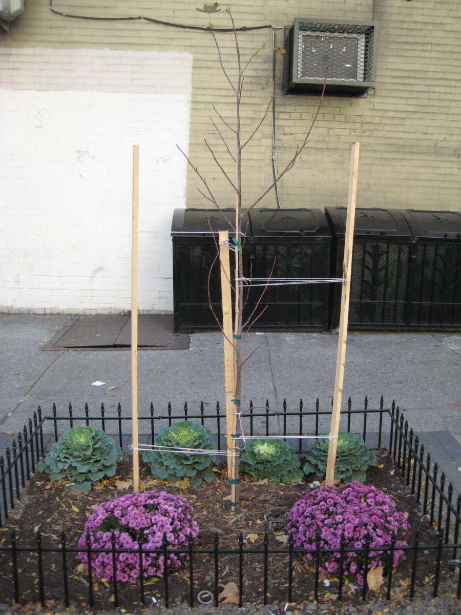 TreesNewYork's tweet photo. We are glad that New Yorkers love their #trees, but please don't plant new trees in #treebeds without a #TreeWorkPermit from the Parks Department. There are reasons, not always obvious, why a tree bed might not be a good place for a #tree anymore. https://t.co/djcM0yQJts