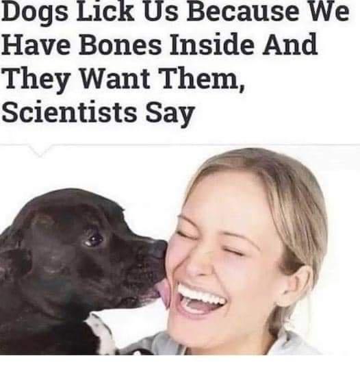 Heckin Good Dogs tweet media