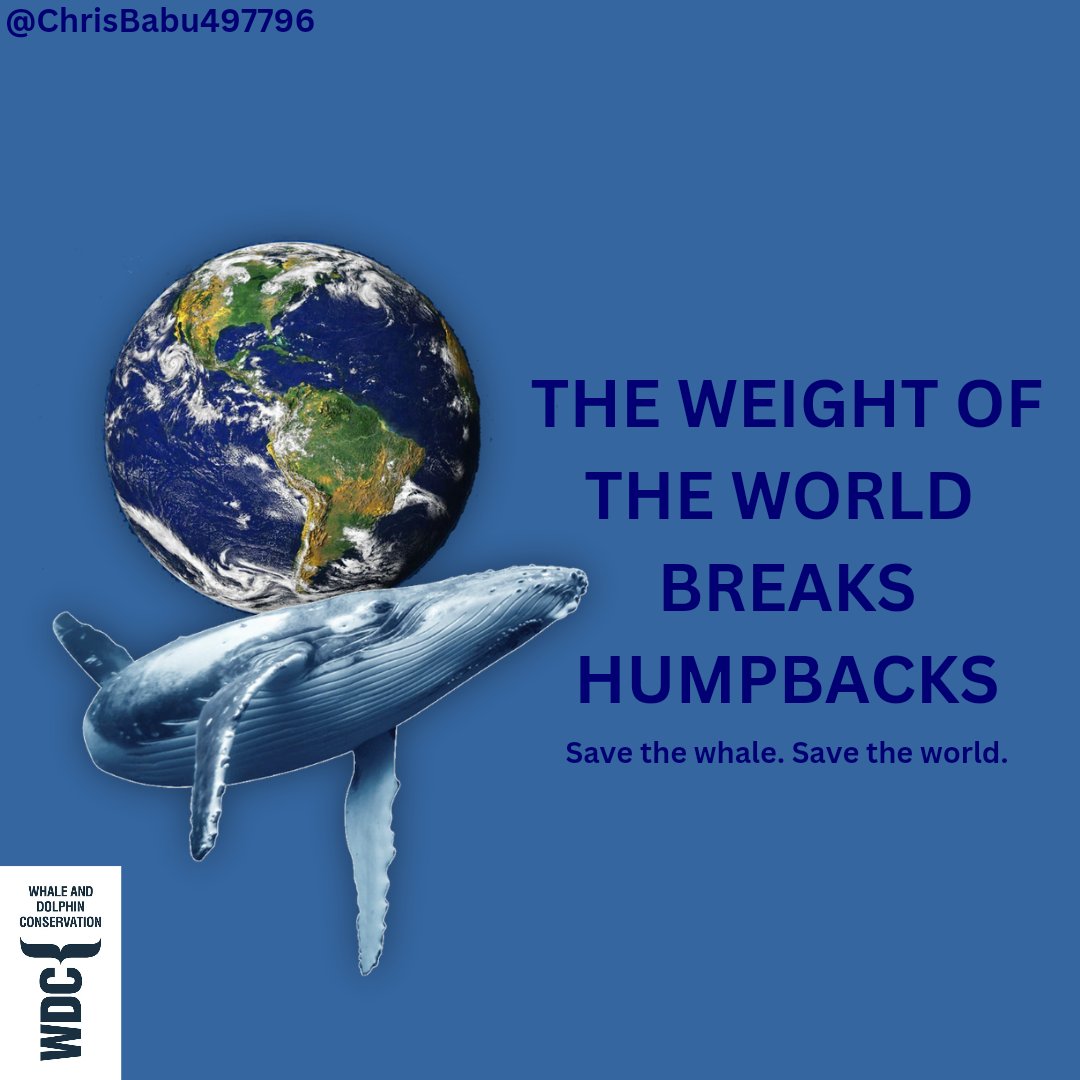 #3
One Minute Brief of the Day:
Create posters that celebrate whales as icons of the environmental movement and powerful symbols of our need to restore the ocean.
<a href="/whalesorg/">Whale and Dolphin Conservation (WDC)</a> #SaveTheWhaleSaveTheWorld #COP29

<a href="/OneMinuteBriefs/">One Minute Briefs ⏱️</a>