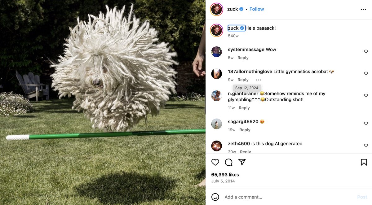 Beast - Mark Zuckerberg's Dog tweet media