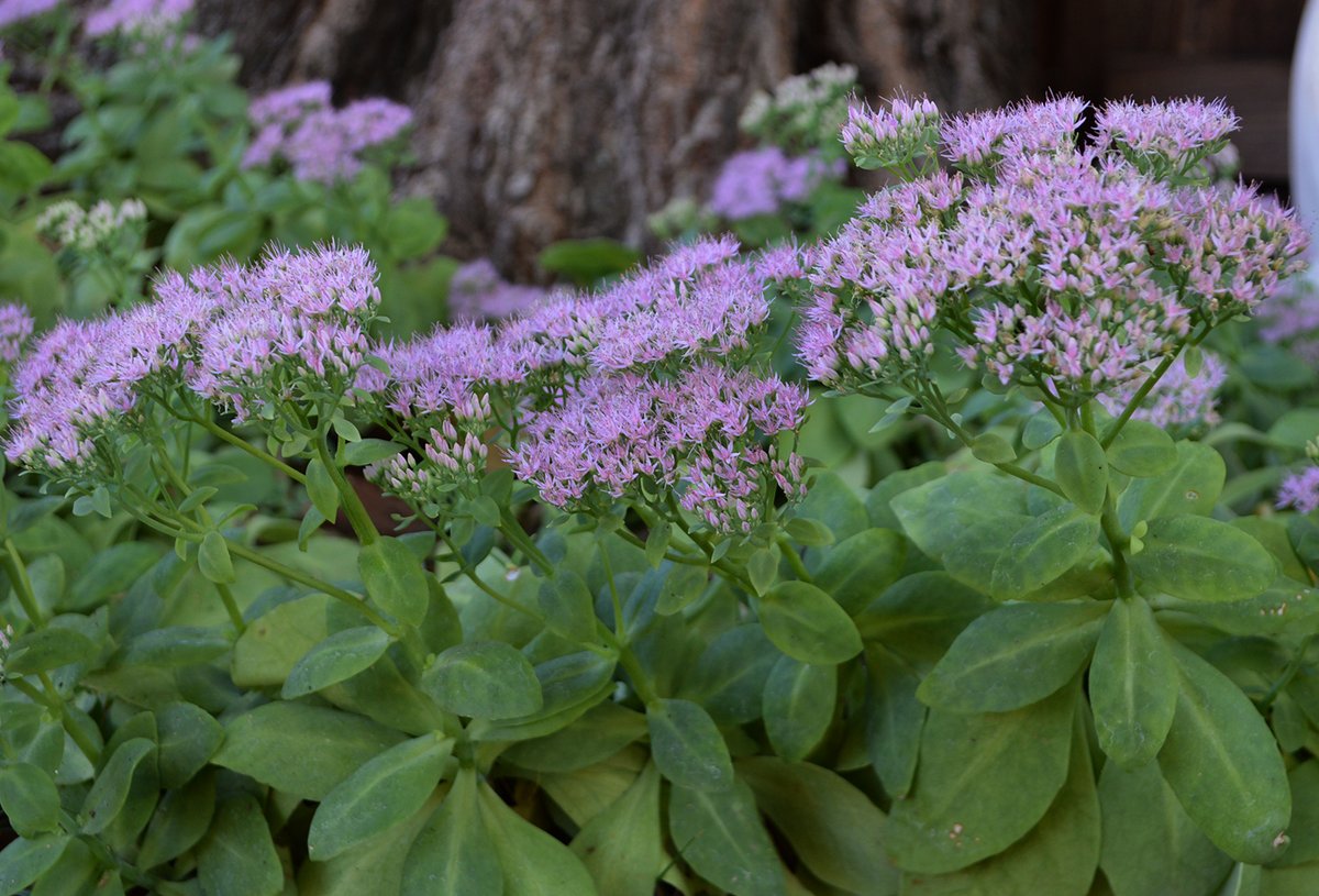 Experiential Gardener tweet media