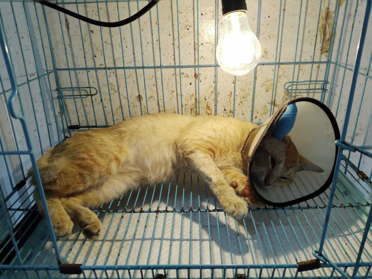 Pets! Izin buka donasi ya kakak²

Bobo terkena Aural Hematoma dan sudah dioperasi. Untuk saat ini, masih membutuhkan biaya tambahan untuk kontrol pascaoperasi

Mohon bantuan doa maupun donasi serta RT-nya ya kakk. Terima kasih🤗